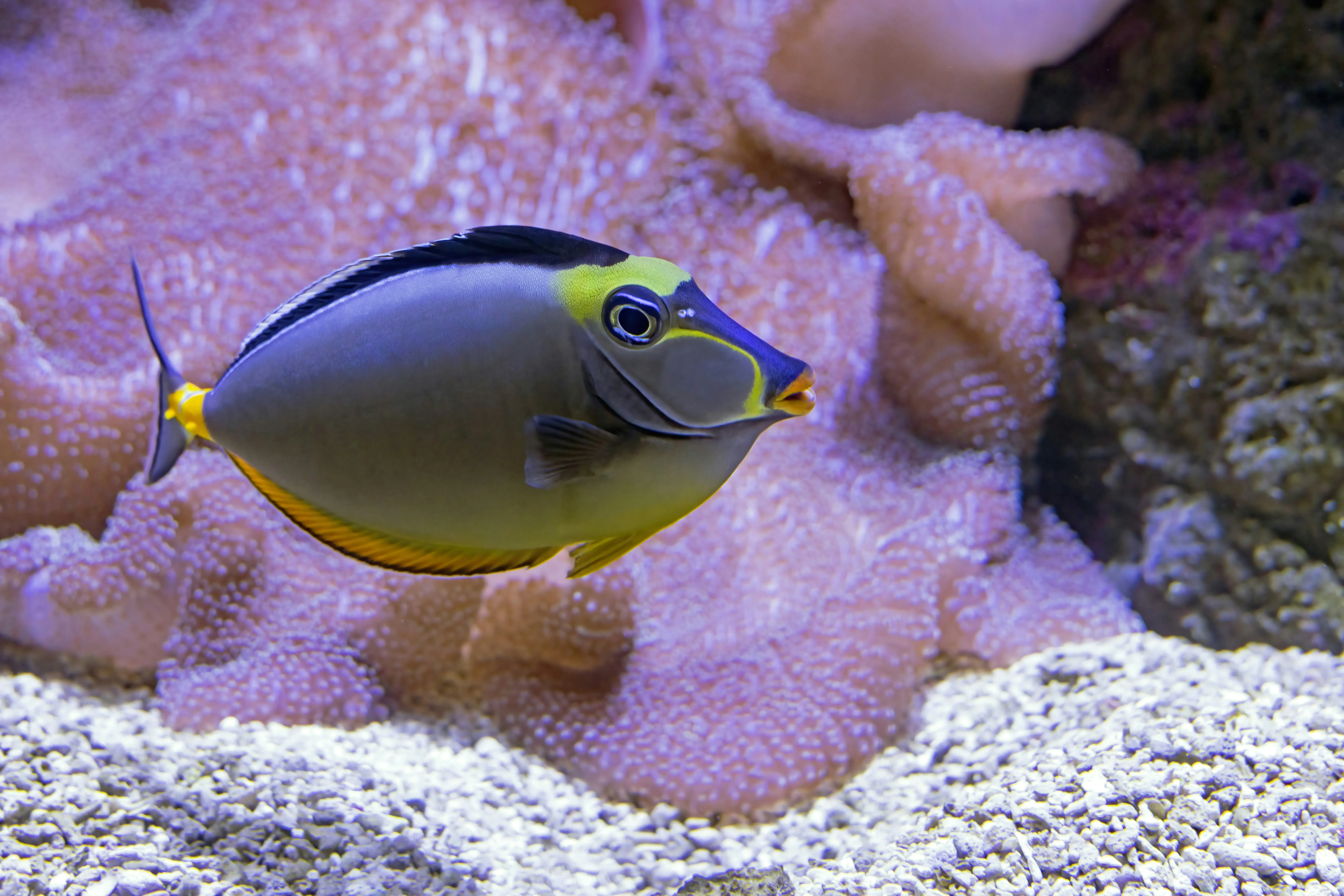 Naso Tang